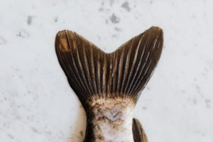 close up photo of fish tail
